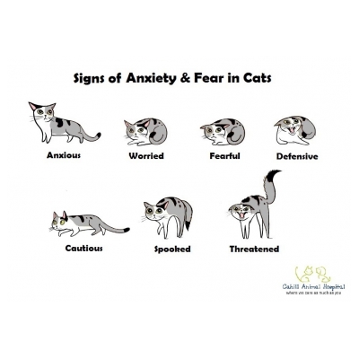 Signs of Anxiety & Fear in Cats