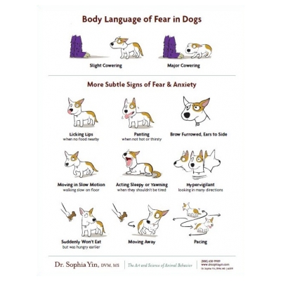 Signs of Anxiety & Fear in Dogs