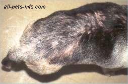 flea allergy dermatitis remedy