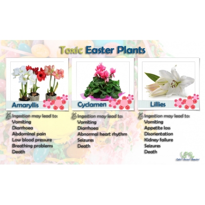 Toxic Easter plants